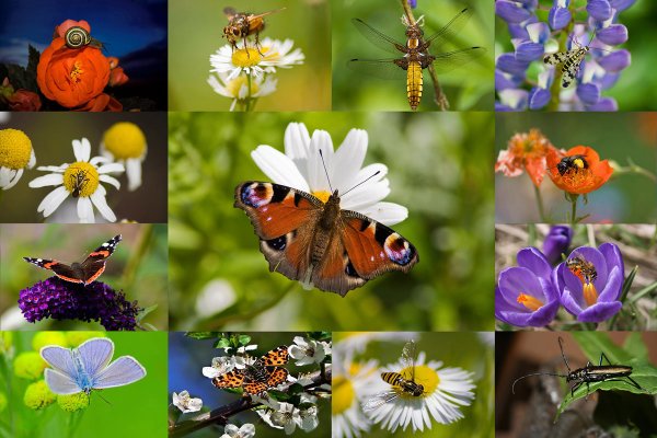 Мир насекомых