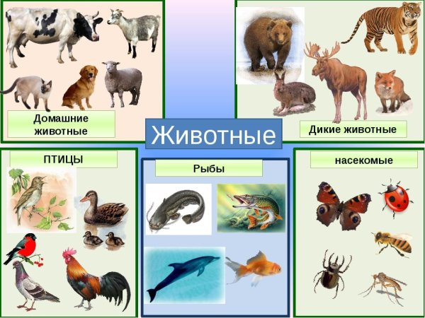 Группы животных