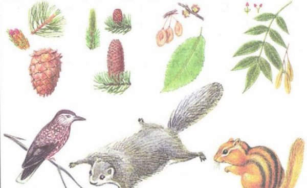 Обитатели смешанных лесов рисунок