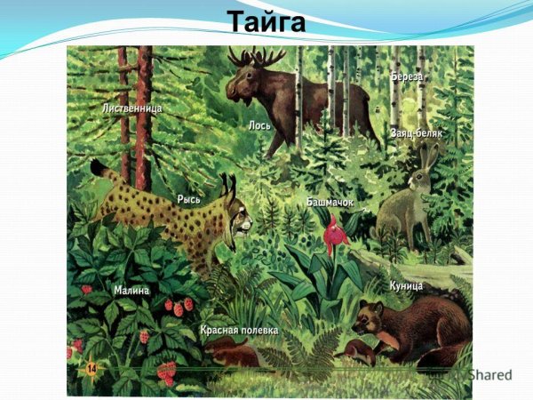 Природные зоны иллюстрации