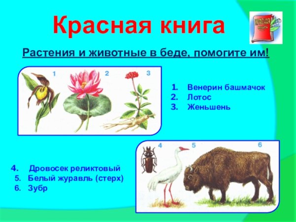 Красная книга проект по окружающему миру 2 класс образец