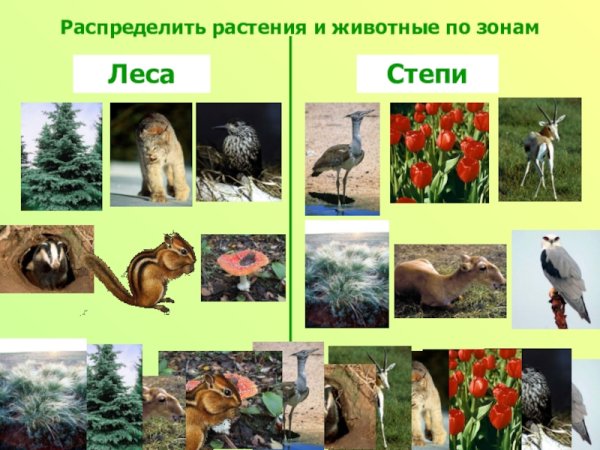 Животные и растения леса