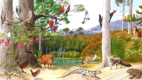 Флора и фауна