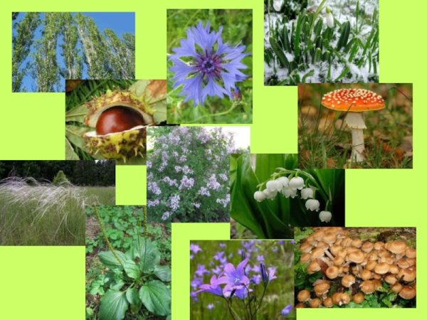 Растительный мир родного края