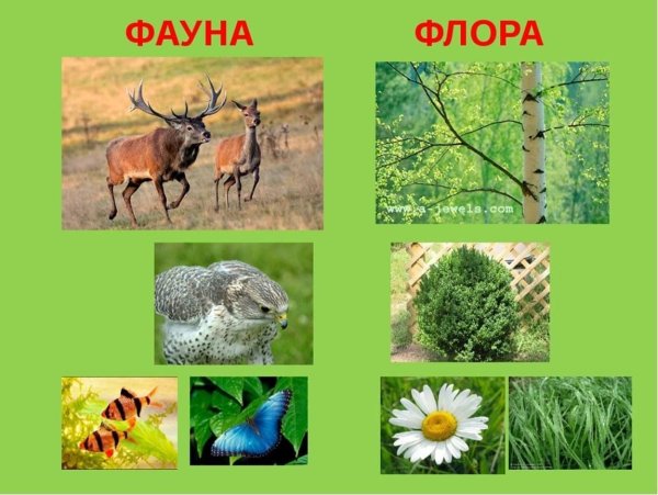 Флора и фауна