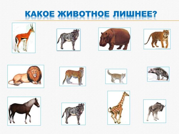 Домашние и Дикие животные для детей