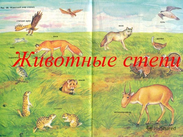 Животные степи