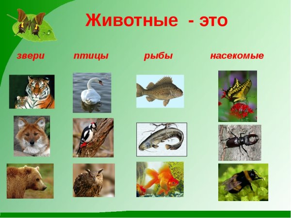 Животные птицы рыбы насекомые