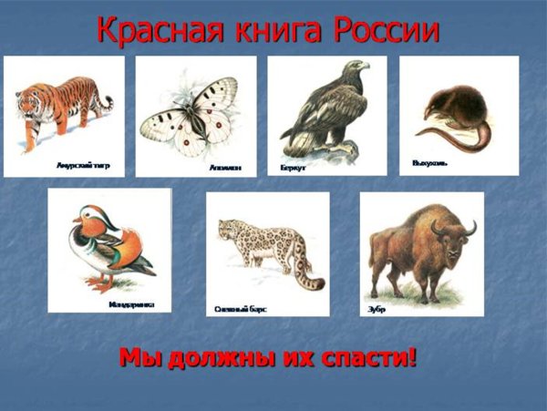Какие животные и растения занесены в красную книгу России