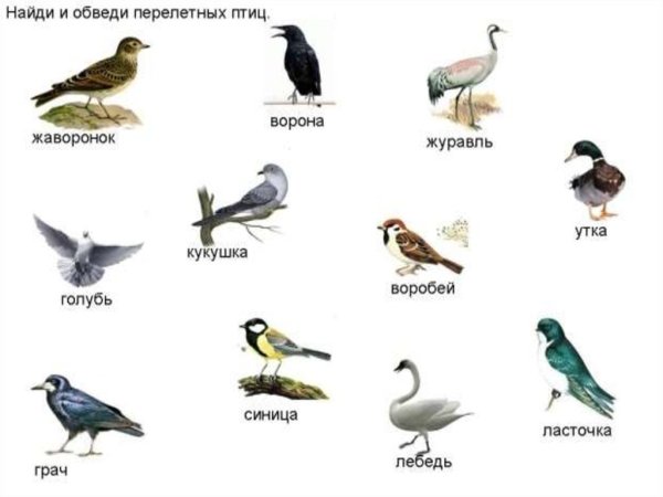 Рисунок на тему перелетные птицы