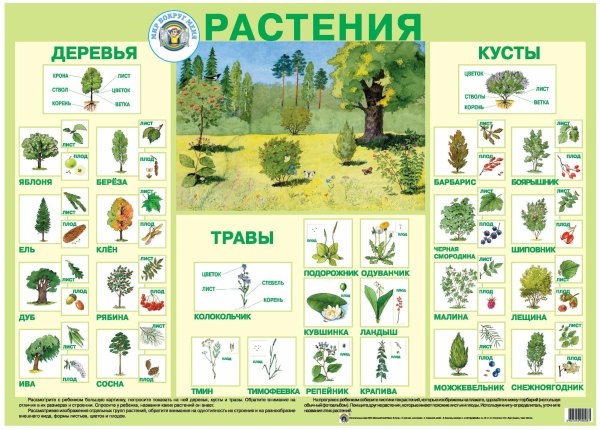 Деревья кустарники травы