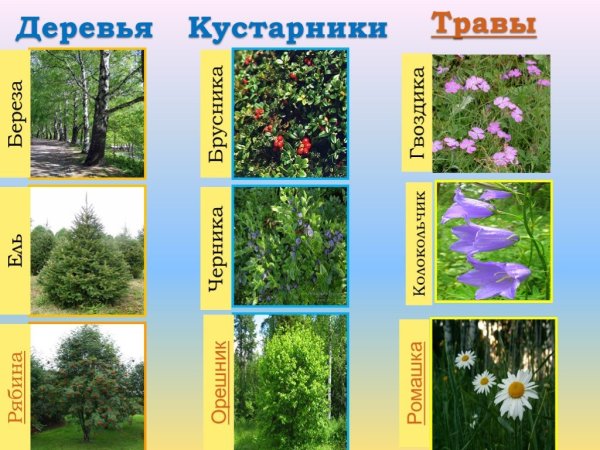 Кустарники и травы