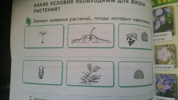 Запишите названия растений