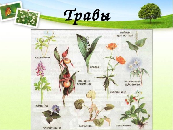 Лесные травы названия