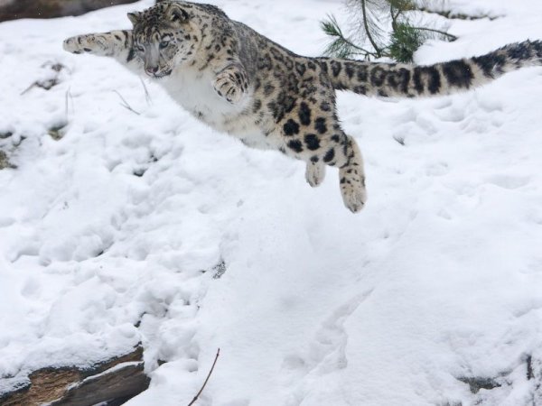 Снежный Барс на охоте