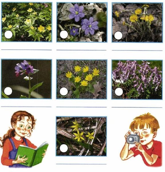 Окружающий мир. Цветы.