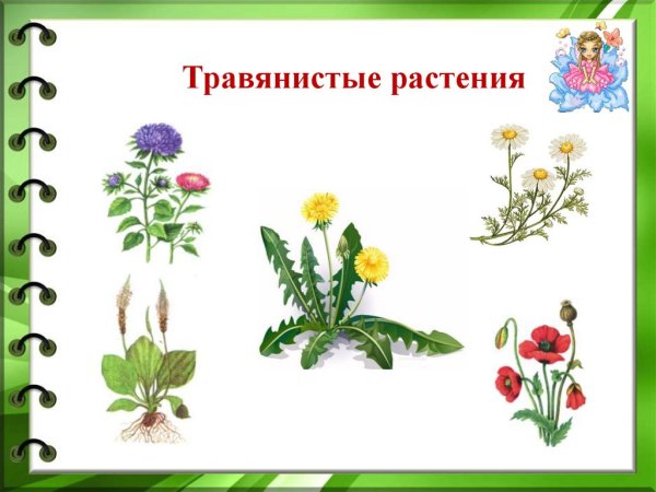 Травянистые растения назва