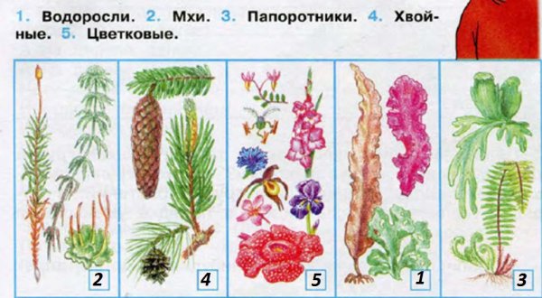 Разнообразие растений рисунок