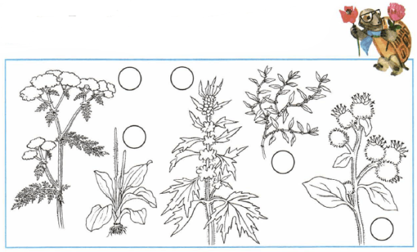 Птичья гречишка тысячелистник пустырник