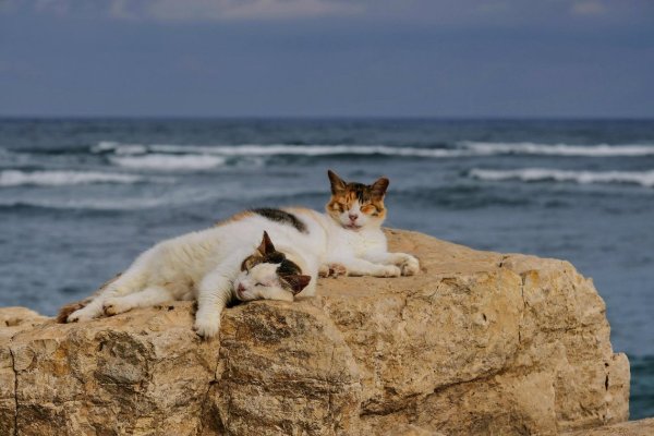 Кошка на берегу моря