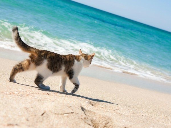 Кошка на берегу моря