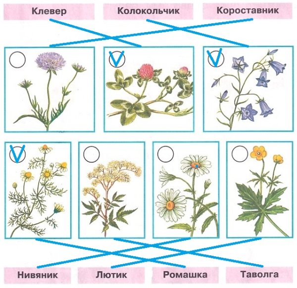 Цветы Клевер короставник нивяник Лютик таволга