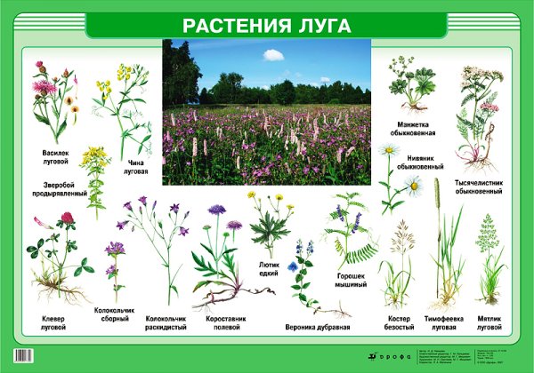 Луговые растения названия