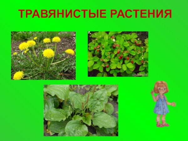 Травянистые растения травянистые растения