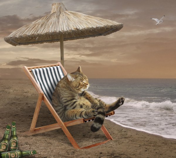 Кот в шезлонге на берегу моря