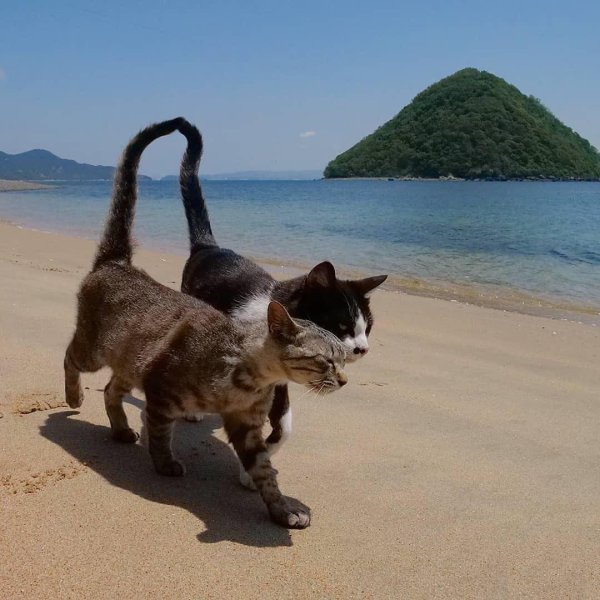 Котик на пляже