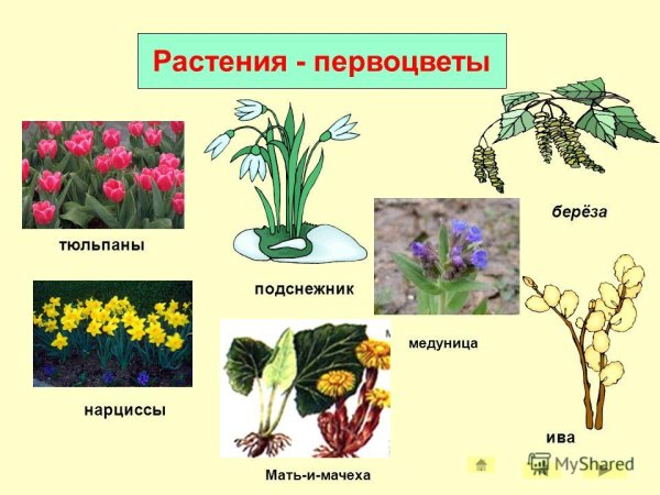 Растения весной для дошкольников