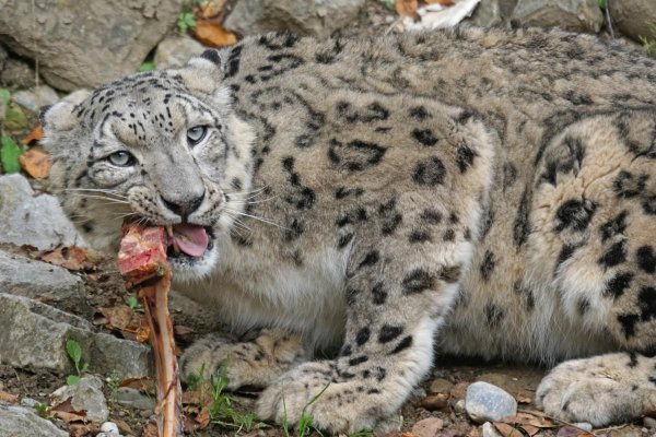 - Снежный Барс (Panthera uncia