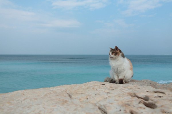 Котенок на море