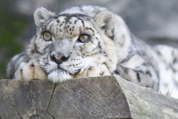 - Снежный Барс (Panthera uncia