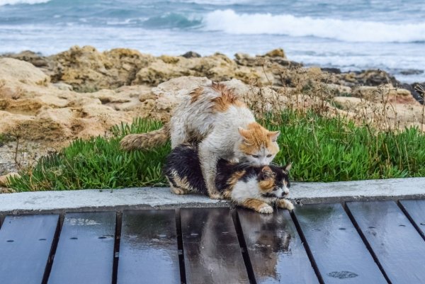 Кот на берегу моря