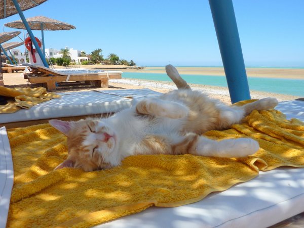 Котик на море