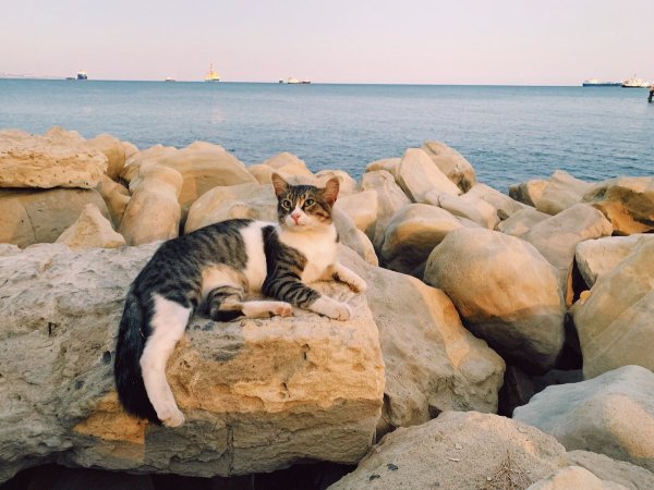 Кошка на пляже