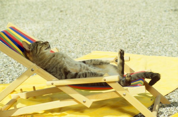 Котик на шезлонге