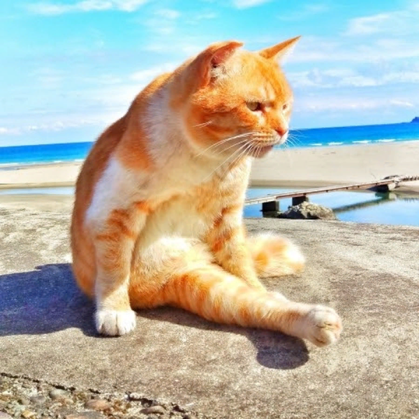 Рыжий кот на море