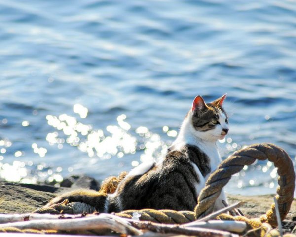 Морская кошка