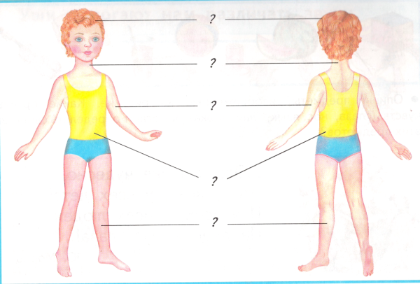 Части тела человека