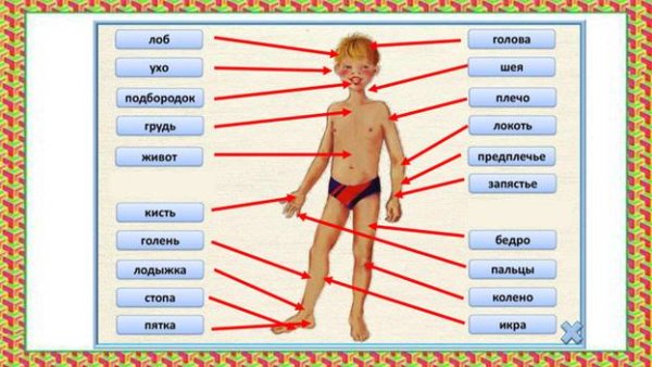 Внешнее строение тела человека