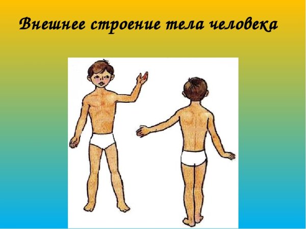 Строение человека внешнее строение