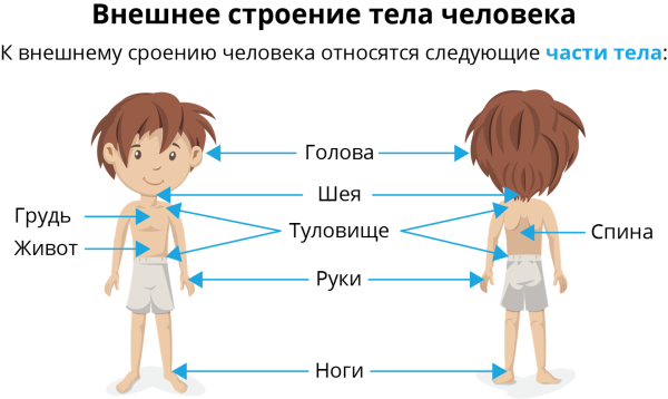 Строение человека части тела