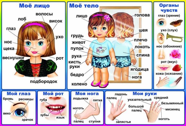 Части тела для детей