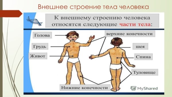 Внешнее строение тела человека