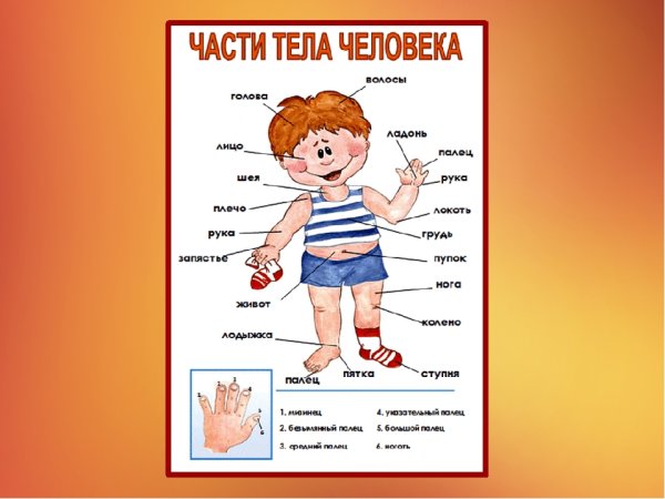 Тело человека для дошкольников