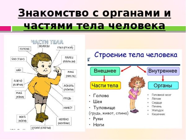Основные части тела человека