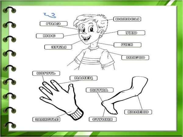 Части тела для дошкольников