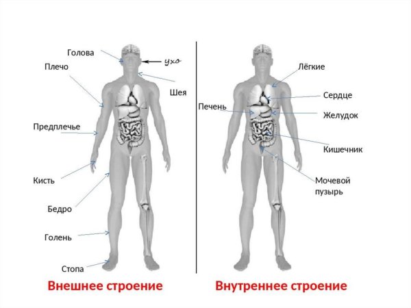 Строение человека плечо предплечье голень бедро